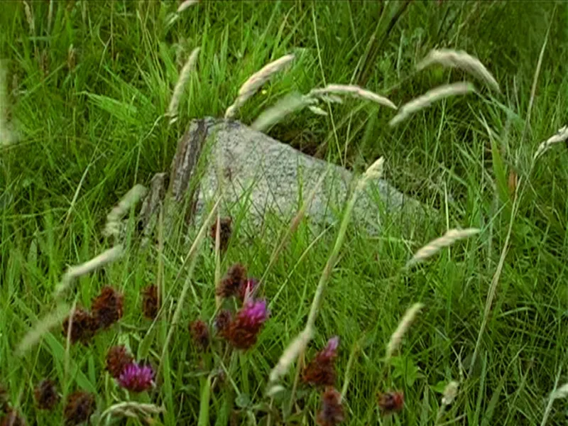 Christoph Brech, The Wind that shakes the Barley, 2008, single-channel video, Courtesy Sammlung Goetz, Medienkunst, München