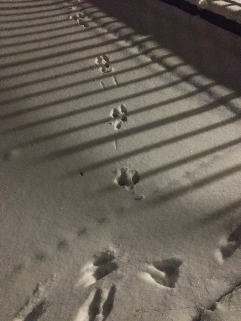 squirrel and marten tracks on the terrace, Photo: Christine Wunnicke