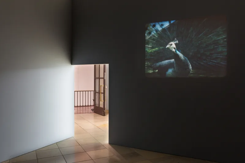 João Maria Gusmão & Pedro Paiva: Installationsansicht, Haus der Kunst, 2016. Foto: Maximilian Geuter