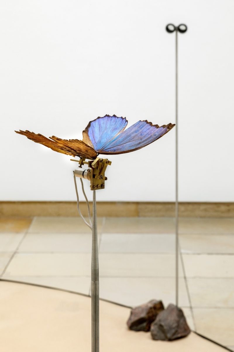 Eine Ausstellungsansicht zeigt einen blauen Schmetterling auf einem Stock, mit einem Fernglas im Hintergrund.